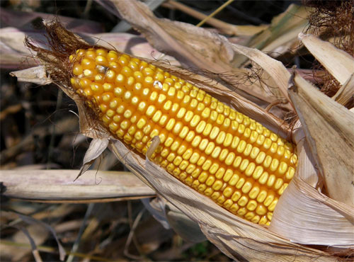 Mejora genética del maíz