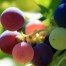 Modificación genética en el mundo del vino