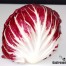 Radicchio