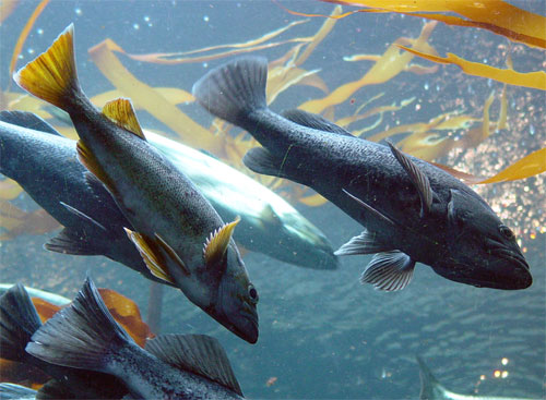 Alimentos transgénicos