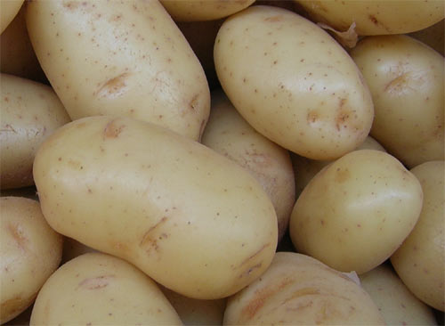 patatas modificadas genéticamente