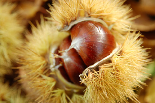 Pan sin gluten con harina de castañas Celiaquía