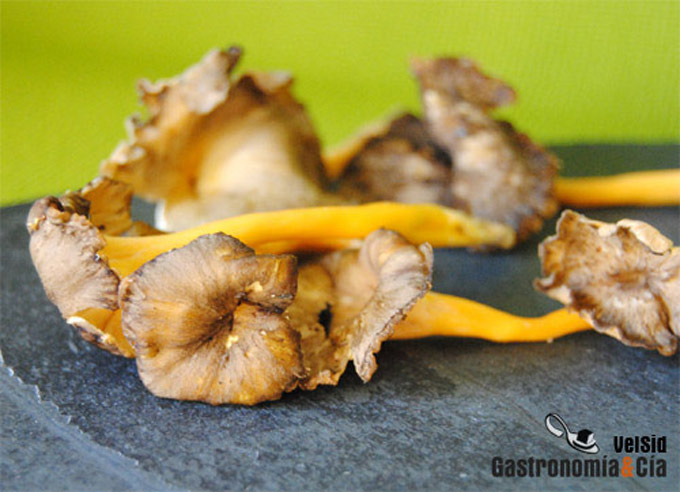 Cantharellus lutescens
