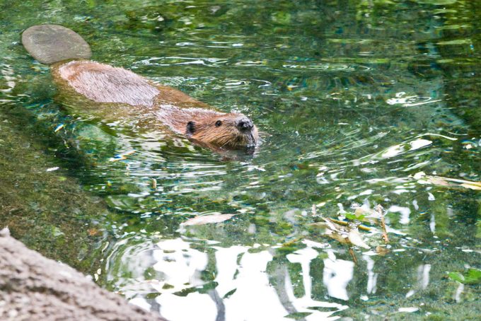 Consumo y comercio de la carne de castor en Argentina
