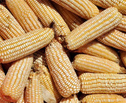 Maíz modificado genéticamente