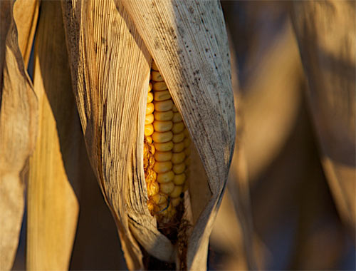 Alimentos transgénicos en Europa