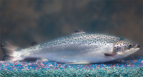 Salmones transgénicos