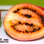 Tamarillo