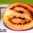 Tamarillo