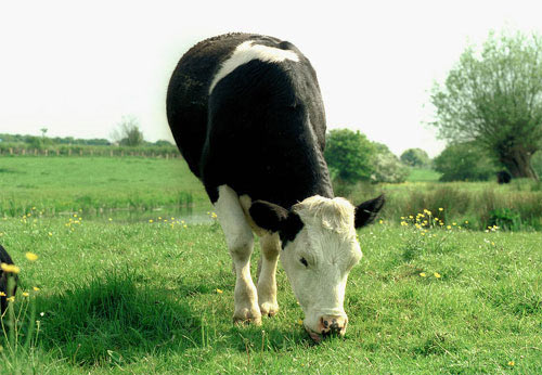 Moratoria para los alimentos clonados en la Unión Europea Alimentos obtenidos por clonación animal