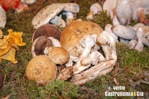 Micología en Teruel