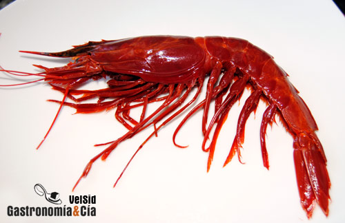 Aristaeopsis edwardsiana