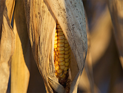 Maiz transgénico El Vaticano y los alimentos transgénicos