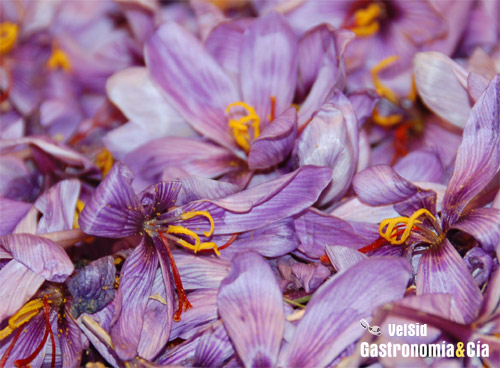 Flor Crocus sativus