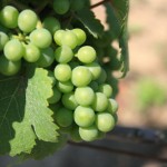 Servicio de Investigación Agrícola de Estados Unidos