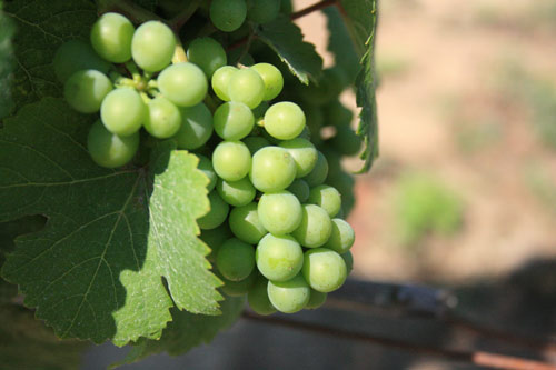 Servicio de Investigación Agrícola de Estados Unidos