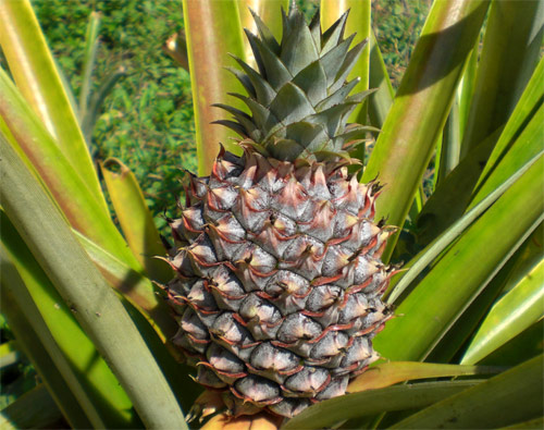 Ananas de Costa Rica