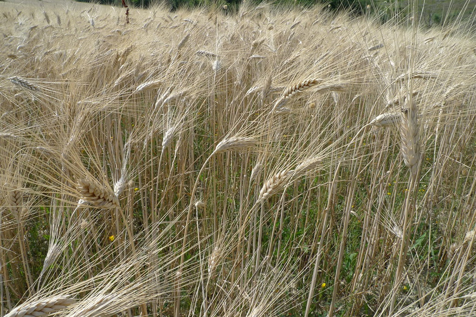 Mal funcionamiento de la FAO
