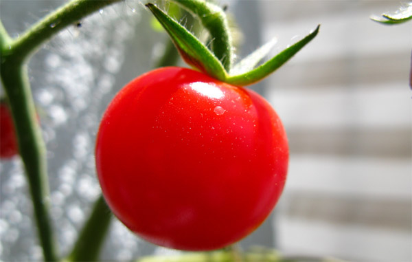 Información de las etiquetas alimentarias