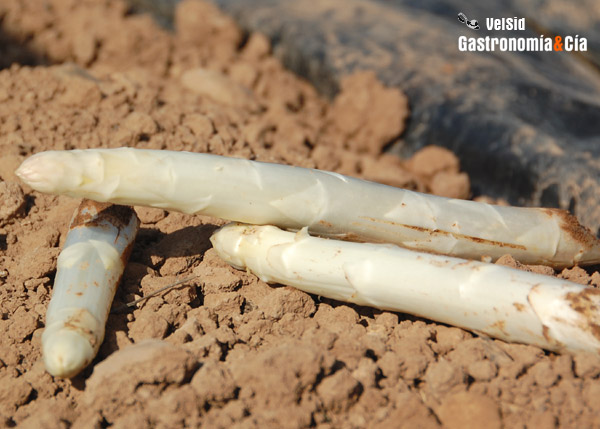 Producción de Espárragos de Navarra Espárragos blancos frescos