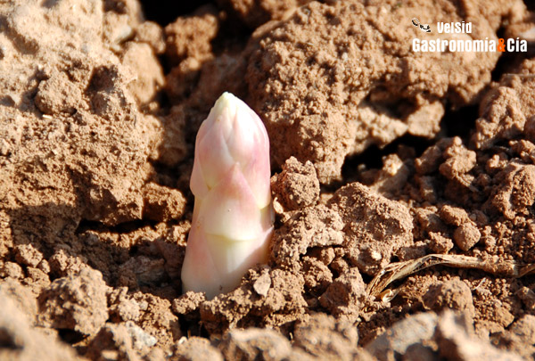 Espárragos de Navarra con Denominación de Origen Espárragos de Navarra