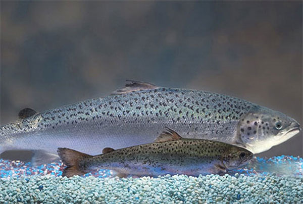 Salmón modificado genéticamente