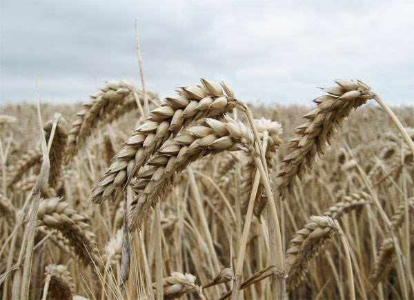 Producción de alimentos en Europa