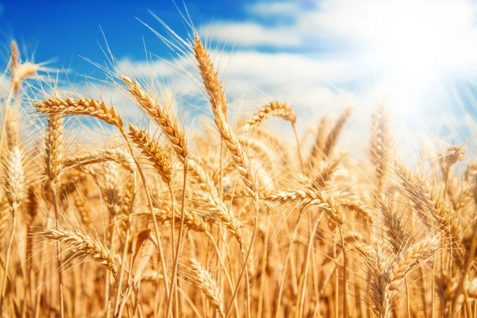 Dependencia de la humanidad de unas pocas variedades de alimentos