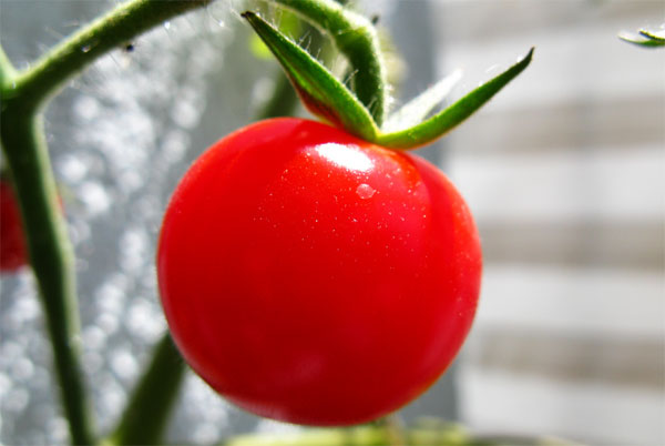 Producción de tomate en España