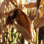 Maíz transgénico NK603