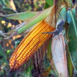 Alimentos transgénicos