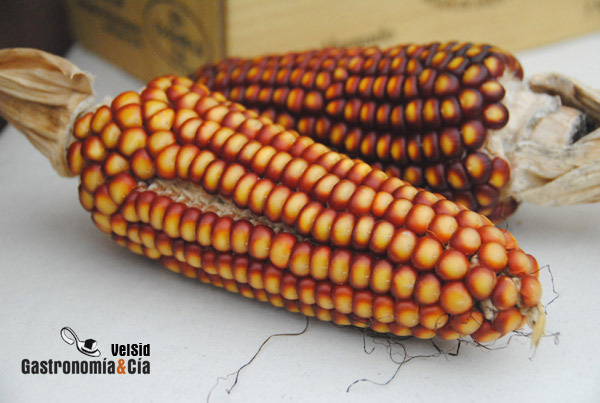 Alimentos modificados genéticamente