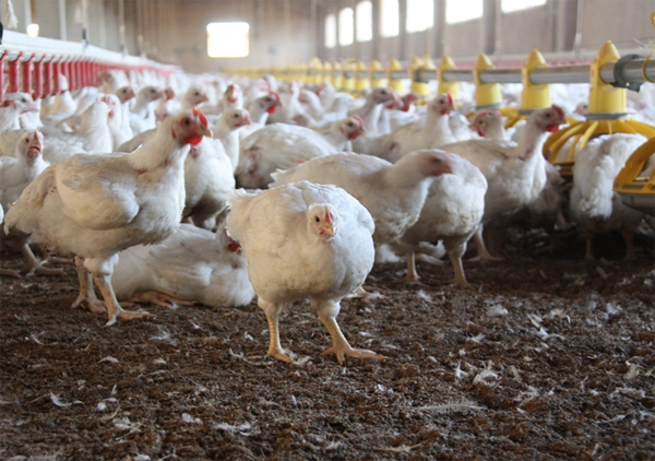 Vender carne de pollo por debajo del coste de producción
