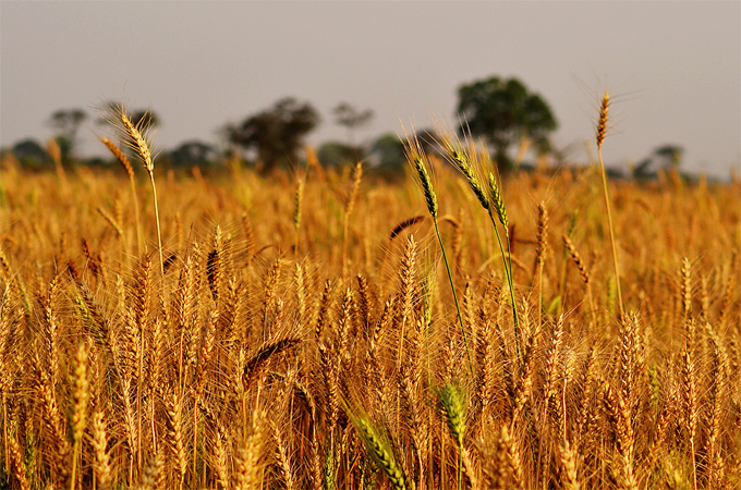 Una variedad de trigo transgénico se escapa del control de Monsanto