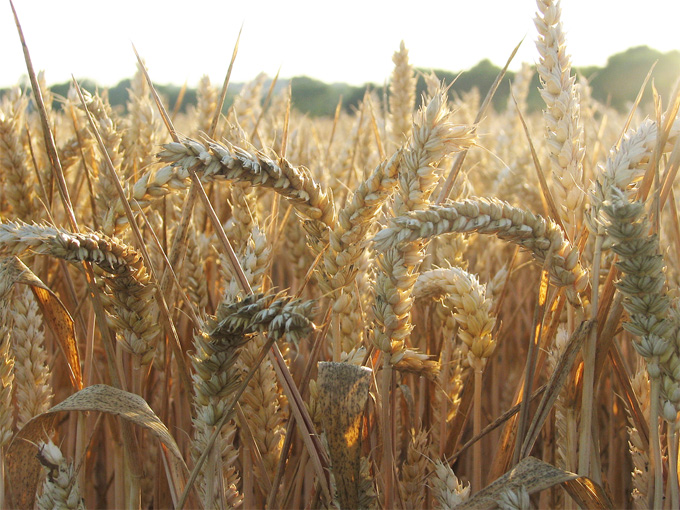 La seguridad alimentaria mundial amenazada por la propagación de las plagas Calentamiento global y seguridad alimentaria