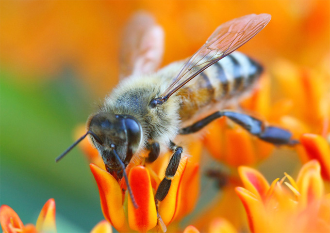 Reducción de abejas en el mundo
