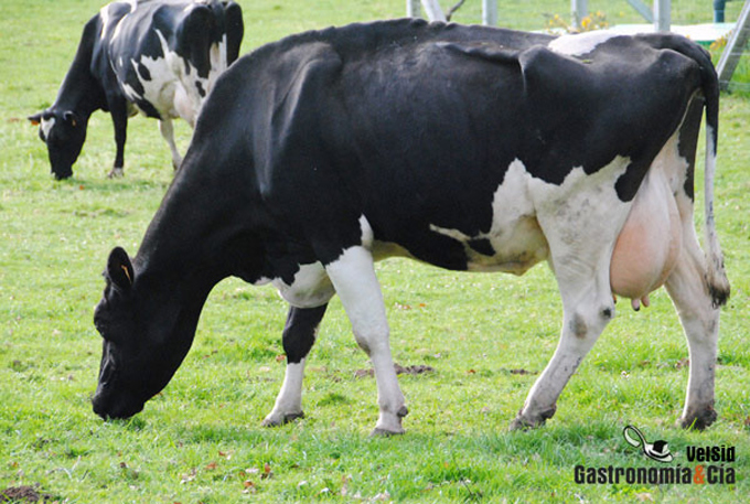Uso de fármacos en animales