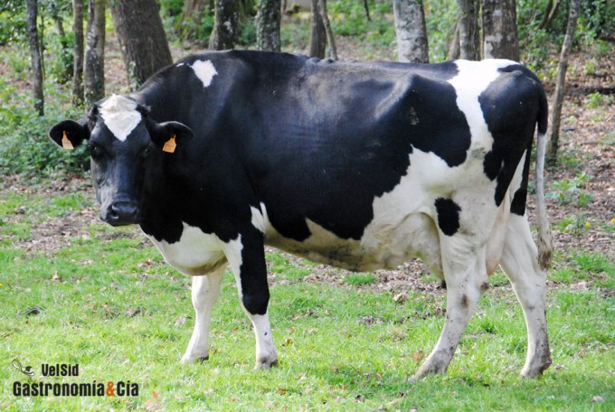 Gravamen en la carne