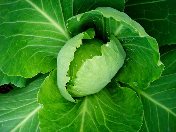 IPOD de enero 2014 Indice de Precios de COAG