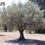 Producción de aceite