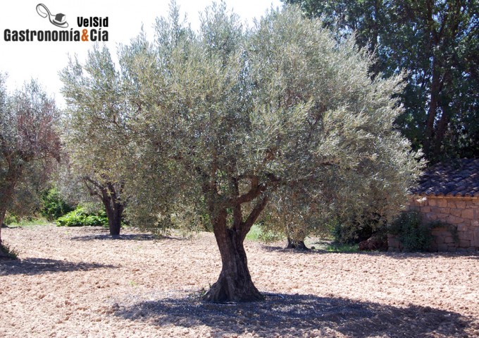 Producción de aceite