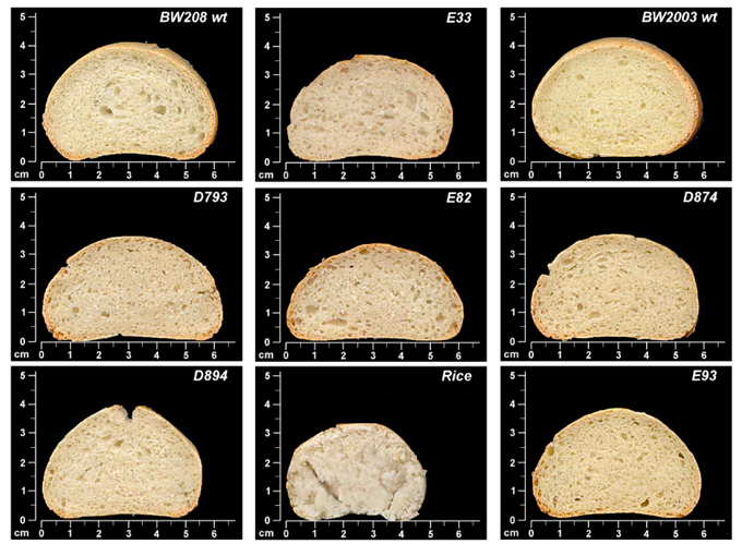 Prueba de cata de panes Pan elaborado con harina de trigo manipulado genéticamente