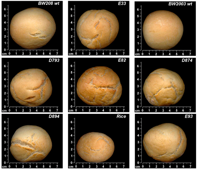 Pan de trigo para celíacos Nuevo pan apto para intolerantes al gluten