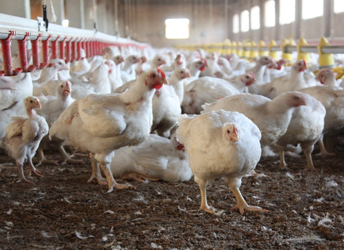 Pollos de Estados Unidos