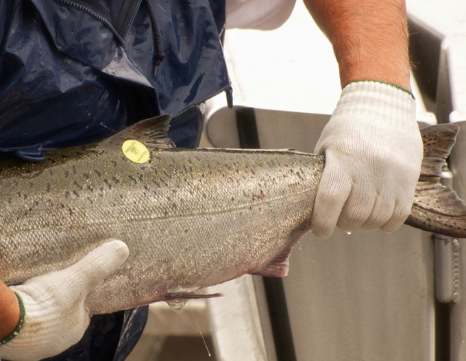 salmones de piscifactoría