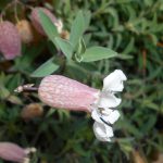 Silene vulgaris