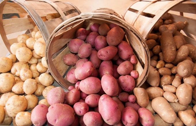 Cultivo de patatas en España