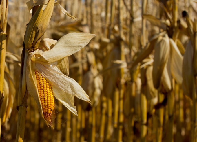 Cámbio climático y seguridad alimentaria