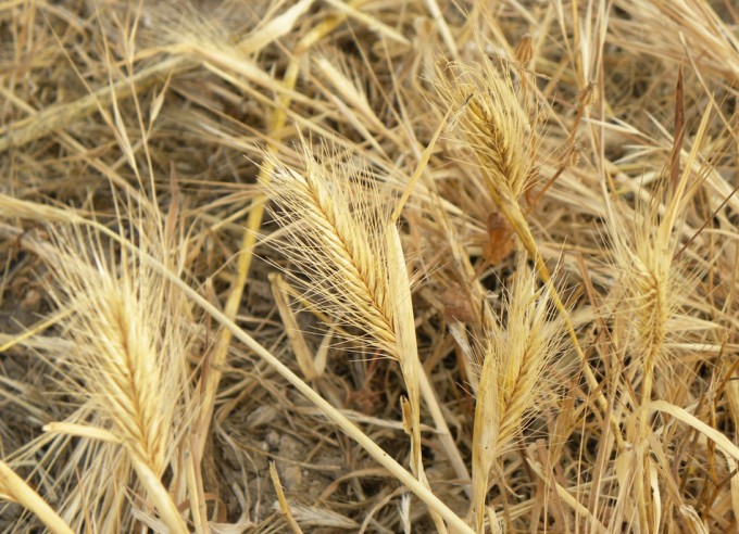 Productos fitosanitarios en los cultivos