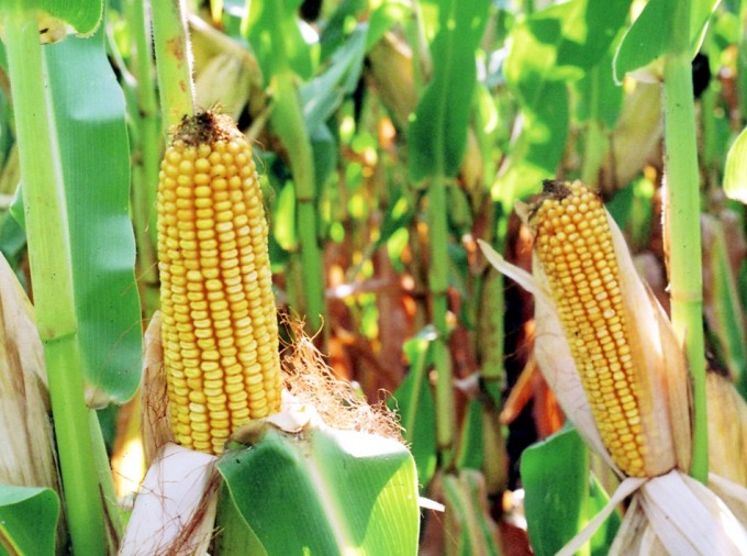 Seguridad alimentaria mundial